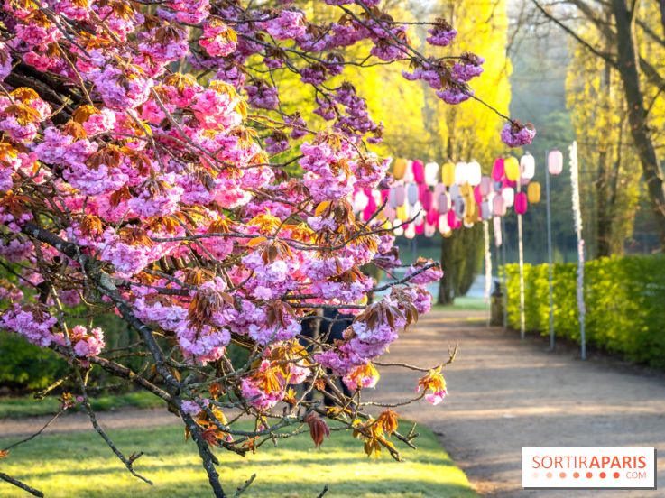 Hanami au Parc de Sceaux 2022, la fête des cerisiers en fleurs