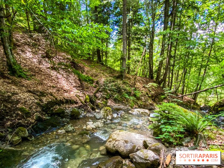 Les Nuits des Forêts 2022, redécouvrez vos forêts !