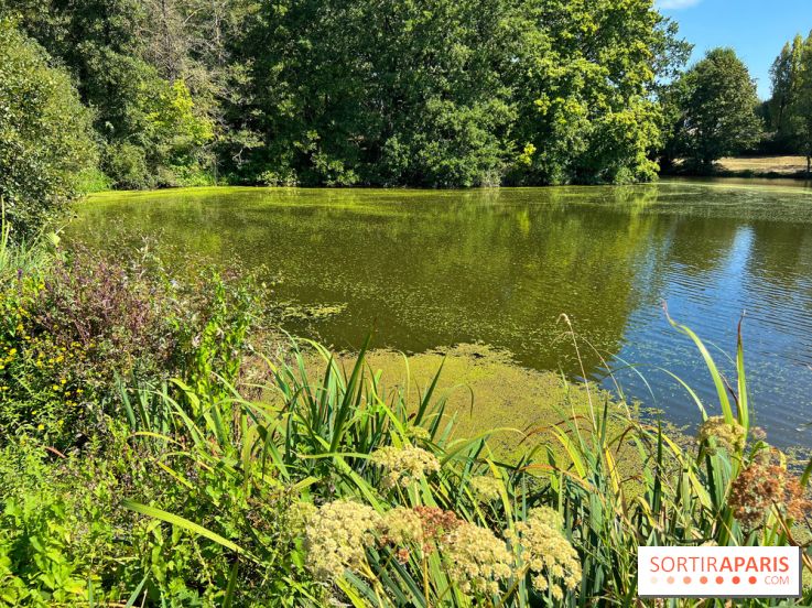 Les cyanobactéries prolifèrent en Ile-de-France, attention aux chiens et à la pêche