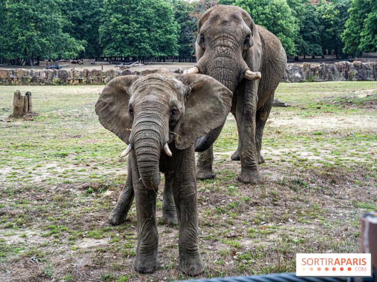 Zoosafari de Thoiry
