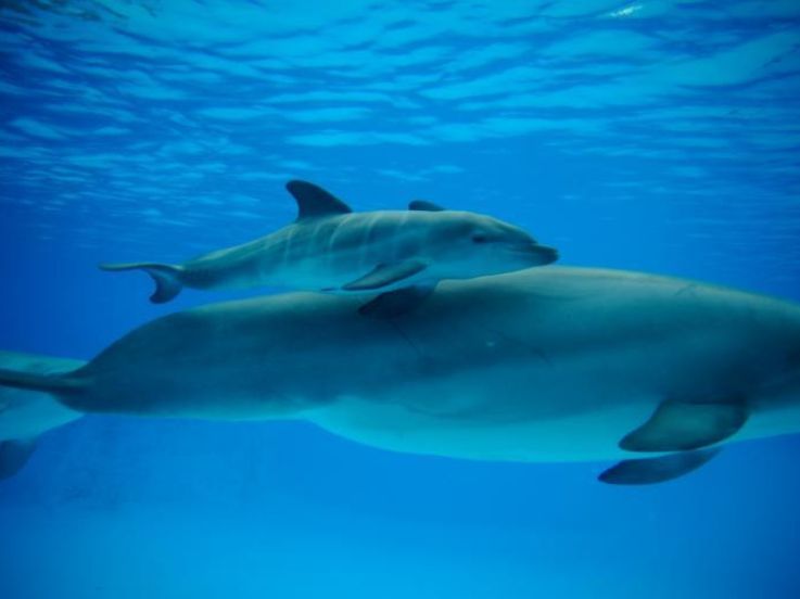 Naissance d'un petit dauphin au Parc Astérix