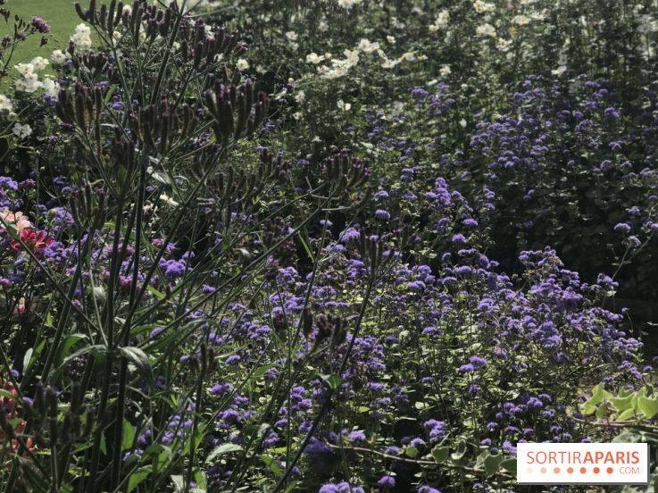 Distribution gratuite de 50.000 sachets de graines à Paris !