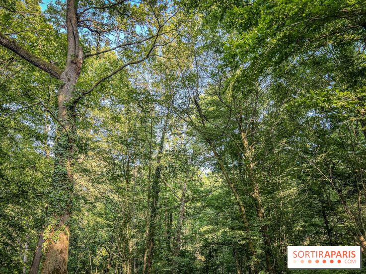 Les Nuits des Forêts 2023 en Seine-Saint-Denis (93) : Le programme