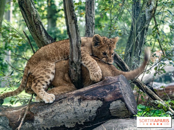 Carnet rose au Zoo de Thoiry (78) : deux bébés lionnes pointent le bout de leur nez