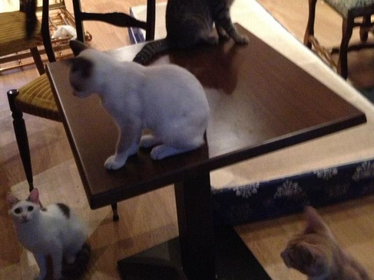 Le Café des chats, le premier bar à chats français à Paris