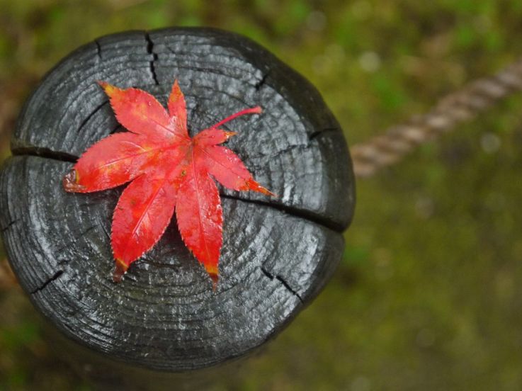 « Le Québec, l’automne en majesté », une exposition gratuite à Bercy Village