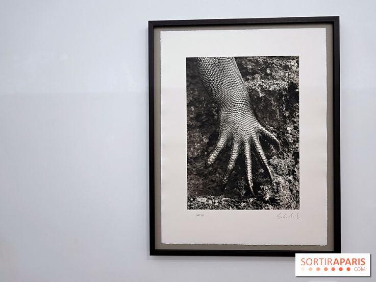 Sebastião Salgado présente son exposition "Genesis Platinum" à la Galerie Polka 