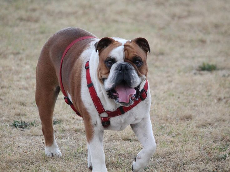 Paris : parc à chiens 10e