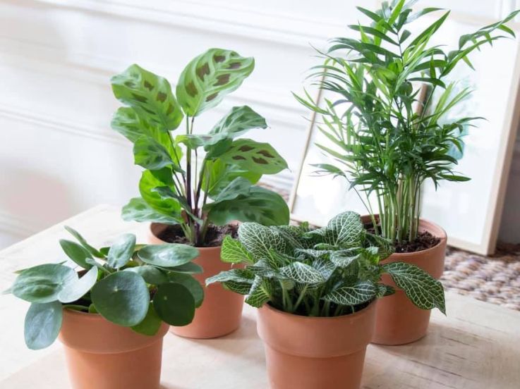 Flowershop : grande vente de plantes à Paris by My Little Box & Bergamotte