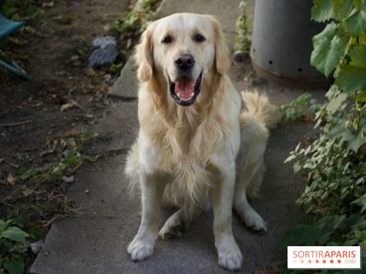 Les parcs, squares et jardins où promener son chien à Paris, avec ou sans laisse 