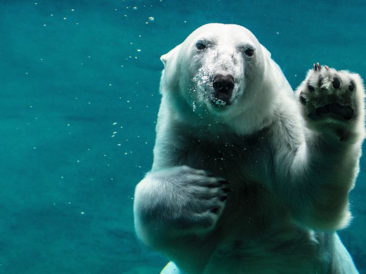 Le paradis blanc à 360°au Jardin d'Acclimatation : nouvelle attraction en réalité virtuelle