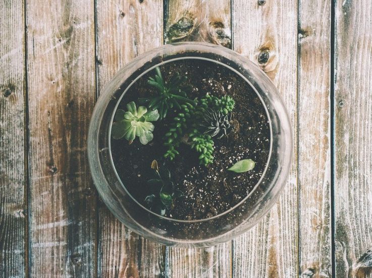 Confinement : des activités nature et green à faire chez soi