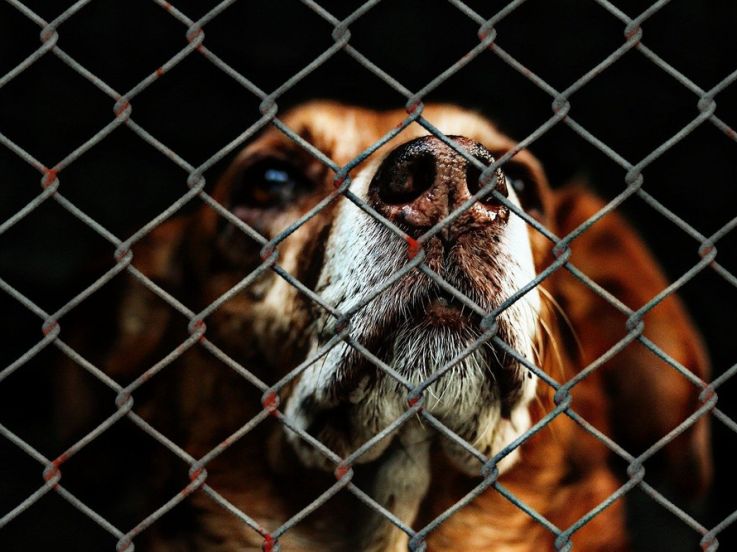 Des associations déplorent l'absence d'un Secrétariat d'Etat à la condition animale