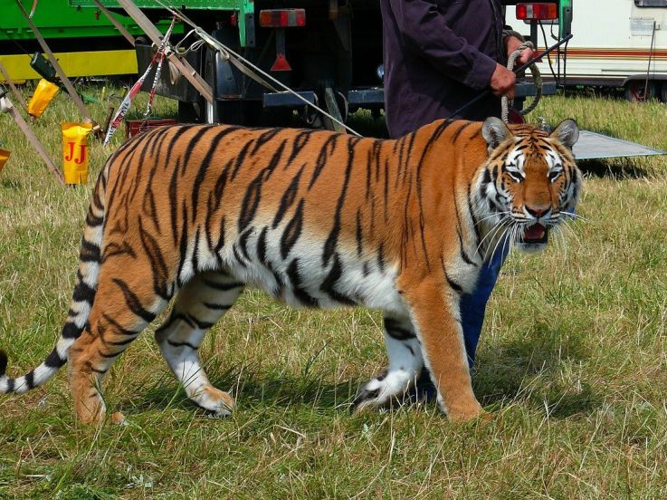 Bien-être animal : vers la fin des fauves dans les cirques et des delphinariums en France ?