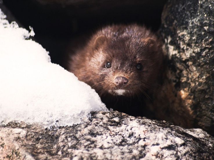 Coronavirus : au Danemark, des millions d'animaux vont être tués suite à une mutation du virus