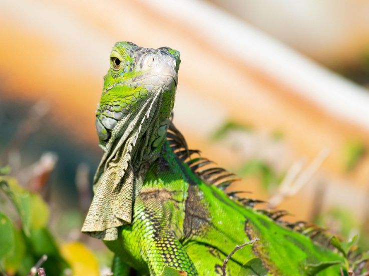 Insolite : une "pluie d'iguanes" attendue en Floride pour Noël 