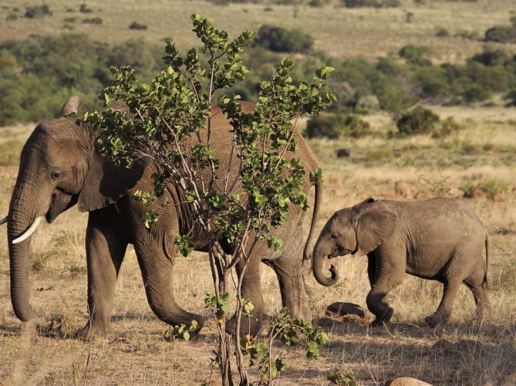 Biodiversité : l'éléphant de forêt d'Afrique désormais classé en "danger critique d'extinction"