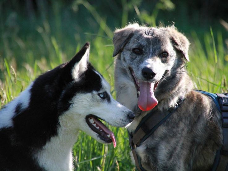 SPA : les journées "portes ouvertes adoption" de retour ce printemps dans 63 refuges