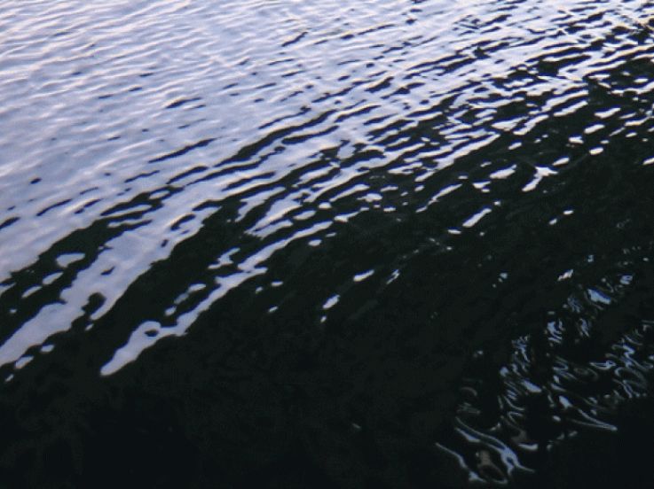 Céleste Boursier-Mougenot au Palais de Tokyo : l'expérience de l'été