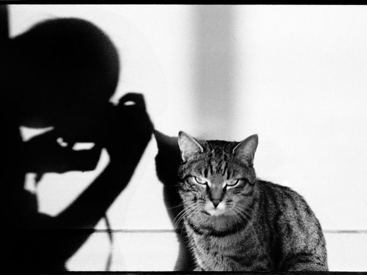 Le chat et ses photographes, l'expo miaou de la MEP