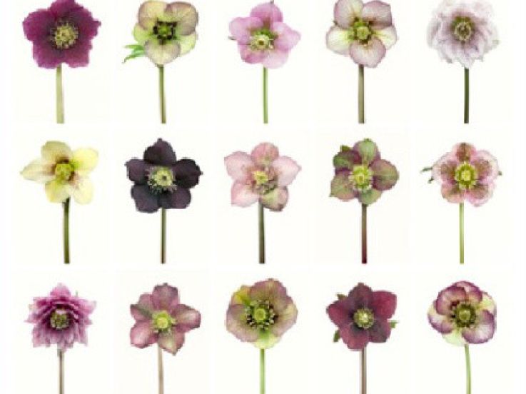 Jardins en Fête, l'exposition chez Jardins en art