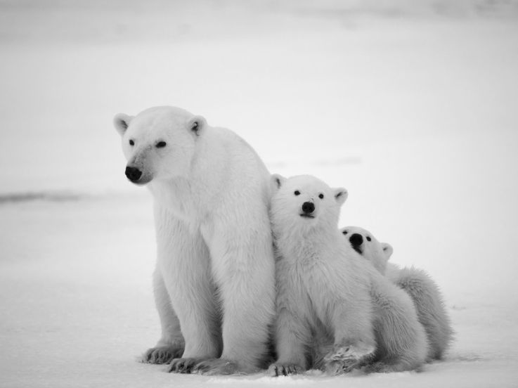 Ours, l'expo photo de Vincent Munier au Jardin des Plantes