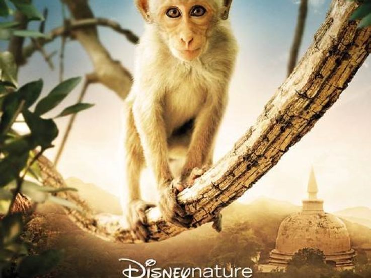 Au Royaume des Singes le 11 novembre au cinéma 