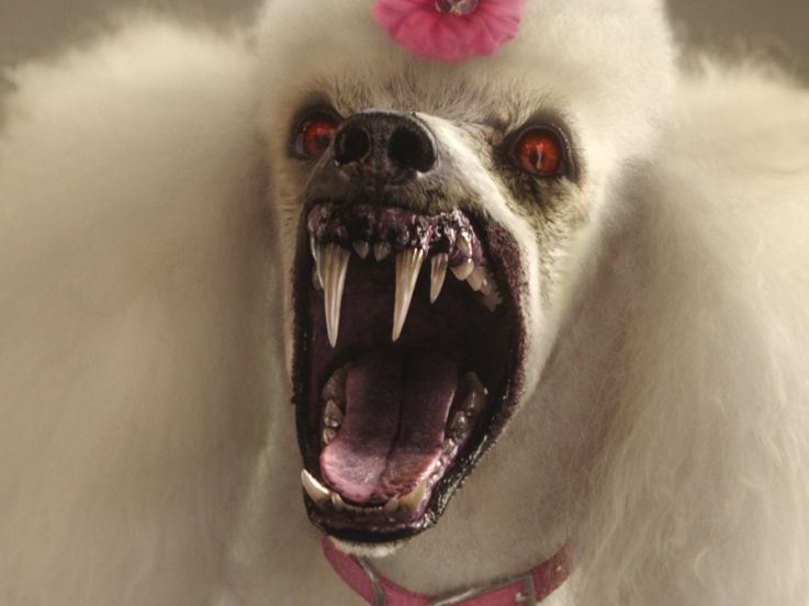 Chair de Poule - Le film : bande-annonce 