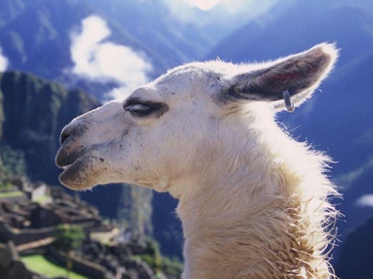 Chicos : Ateliers pour enfants à La Maison des Amériques latines