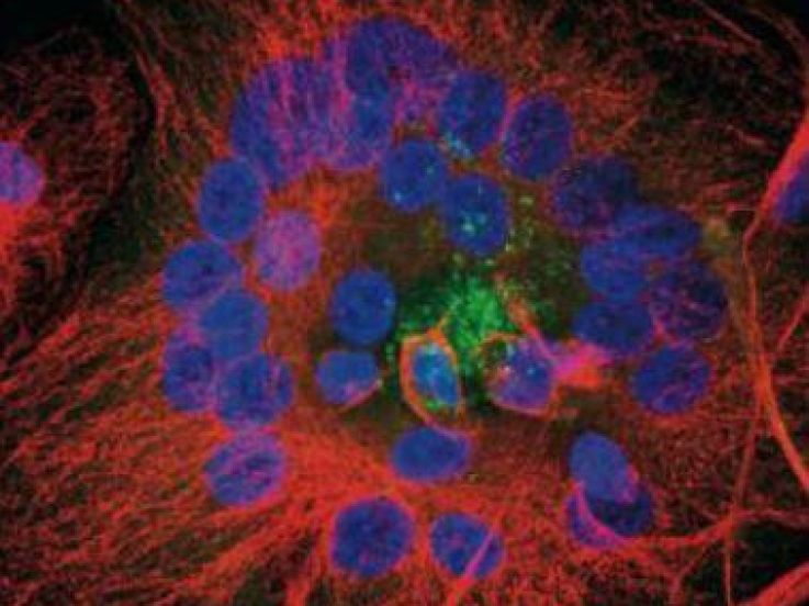 "Portrait(s) de cellules" au Musée Curie