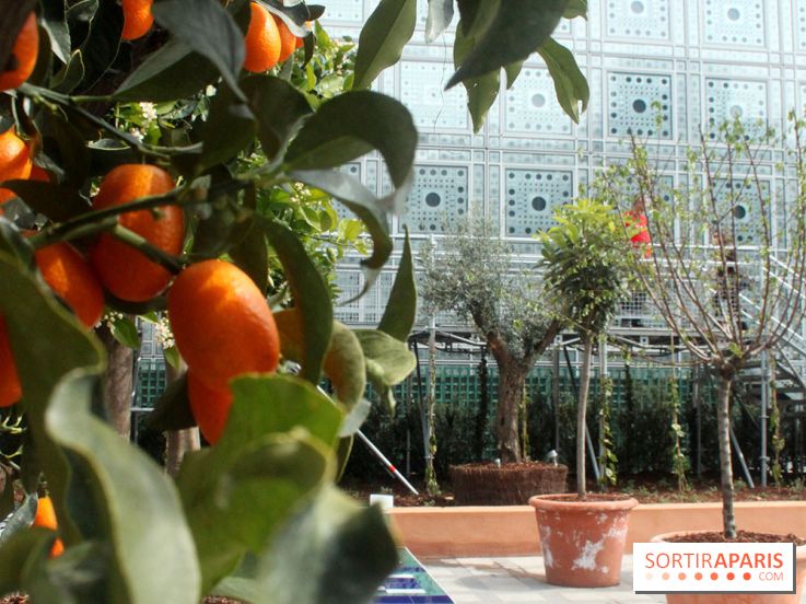 Jardin d'Orient à l'Institut du Monde Arabe