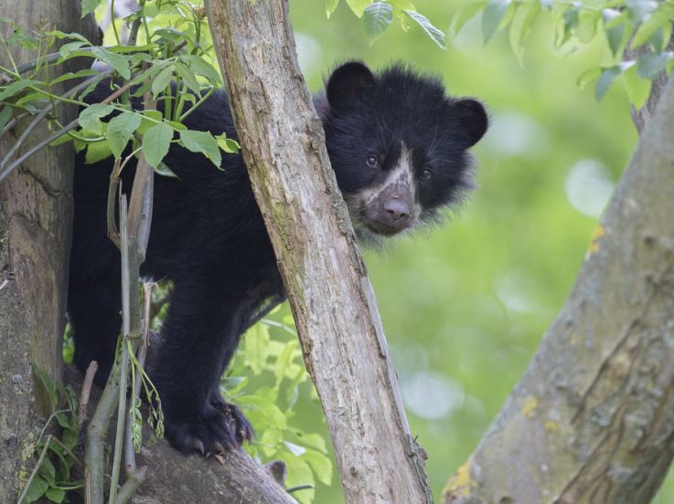 Les premiers pas de l'ourse Nazca au zoo de Thoiry