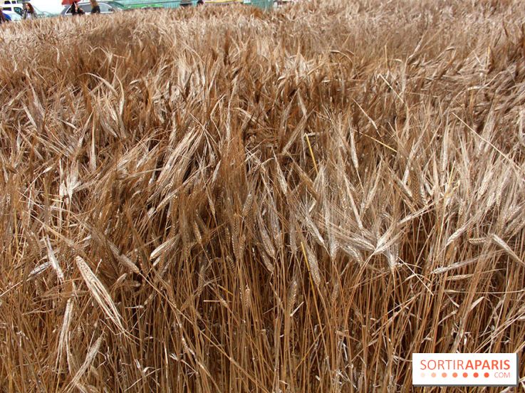 Gad Weil installe son Champ de Blés Place Vendôme