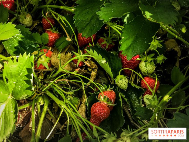 Cueillettes des fraises autour de Paris