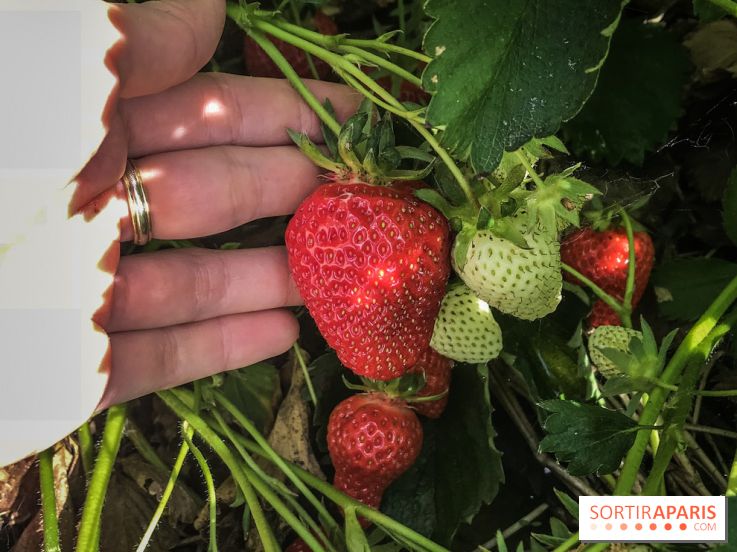 Cueillettes des fraises autour de Paris