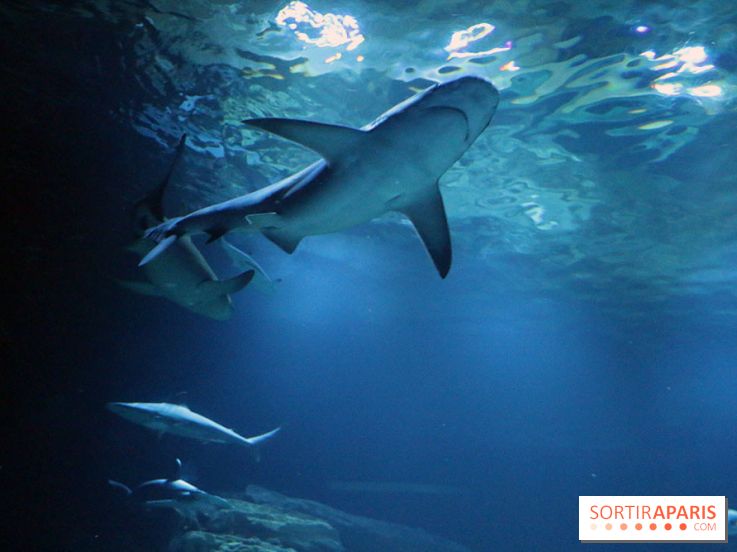 Zig & Sharko à l'aquarium de Paris