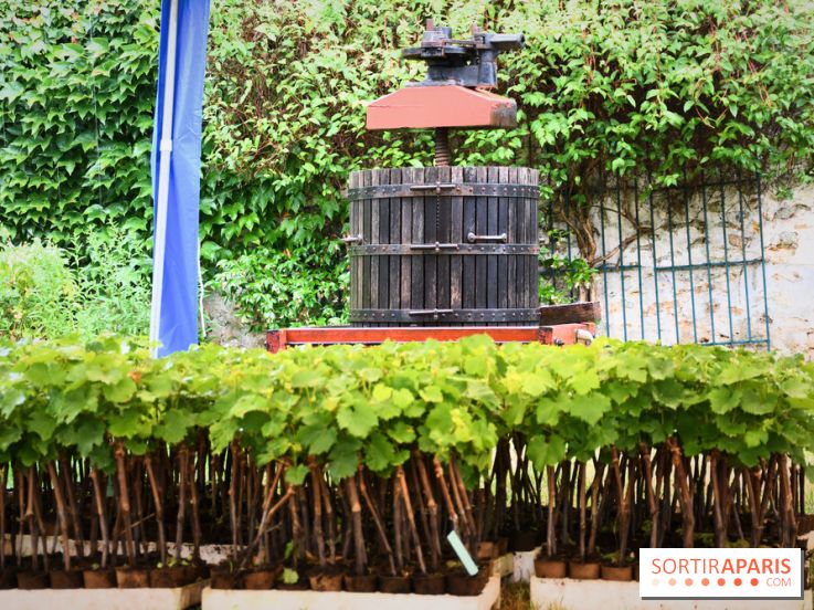 Domaine du bois brillant, la renaissance d'un vignoble historique en île-de-France