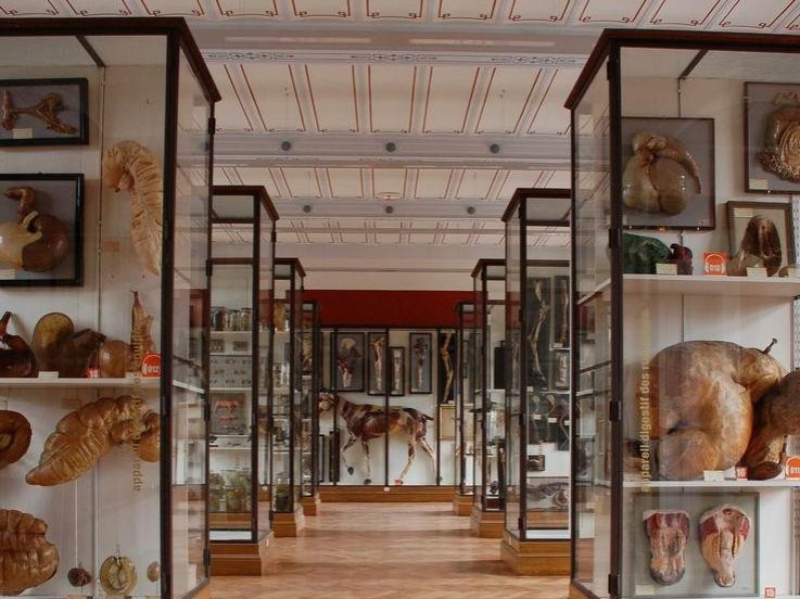Insolite : Le Musée Fragonard de l'école vétérinaire de Maisons-Alfort