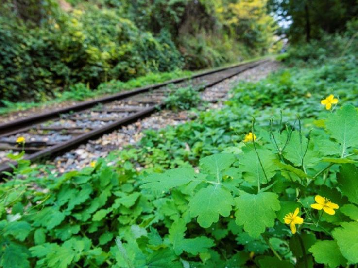 La petite ceinture