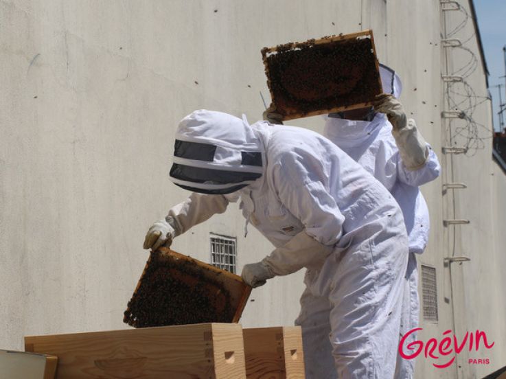 Grévin accueille des ruches sur son toit !