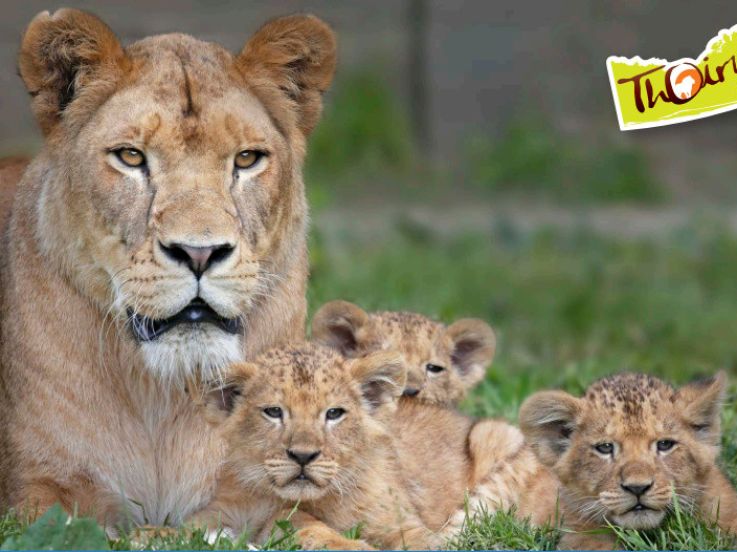 Trois petits lionceaux sont nés au zoo de Thoiry !