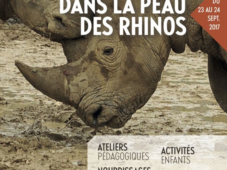 Rendez-vous sauvage au zoo de Vincennes : dans la peau des rhinos