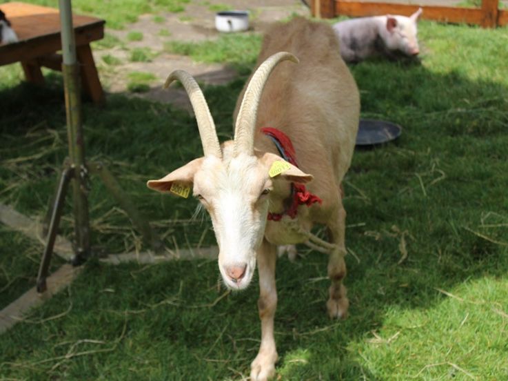 La ferme pédagogique Tiligolo débarque à la Villette !