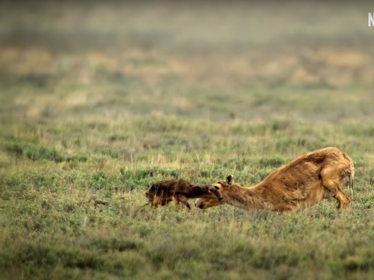 Notre monde vivant : le docu nature avec Cate Blanchett à découvrir sur Netflix