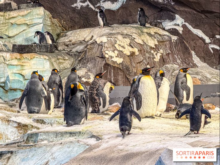 Neige et verglas : c'est quoi la posture du pingouin, pour éviter de tomber dans la rue ?