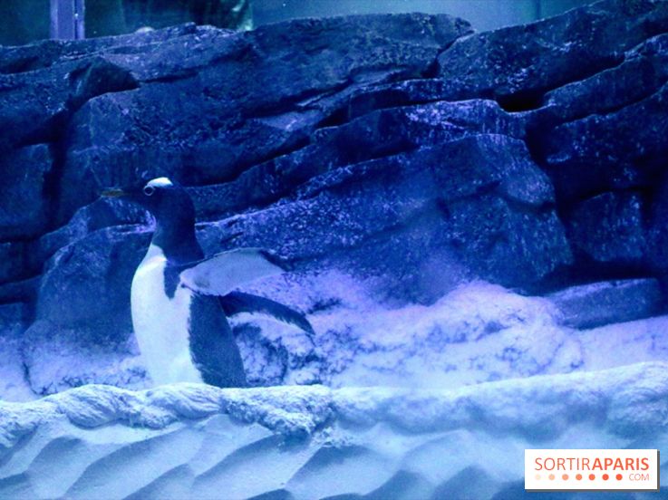 Les Manchots de l'Aquarium Sea Life