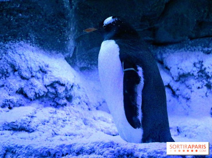 Les Manchots de l'Aquarium Sea Life