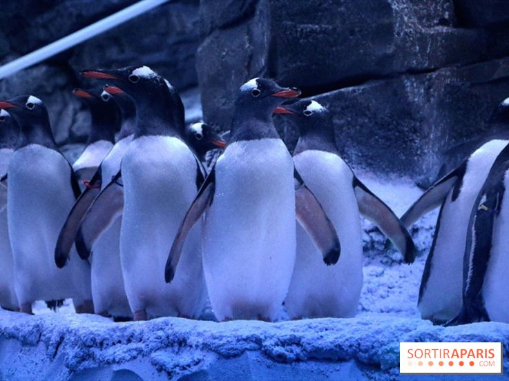 Les Manchots de l'Aquarium Sea Life