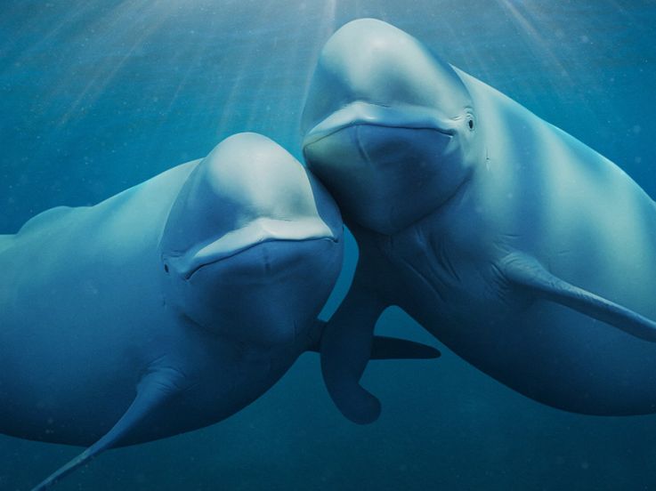 Nos Océans : Une série documentaire spectaculaire narrée par Barack Obama sur Netflix