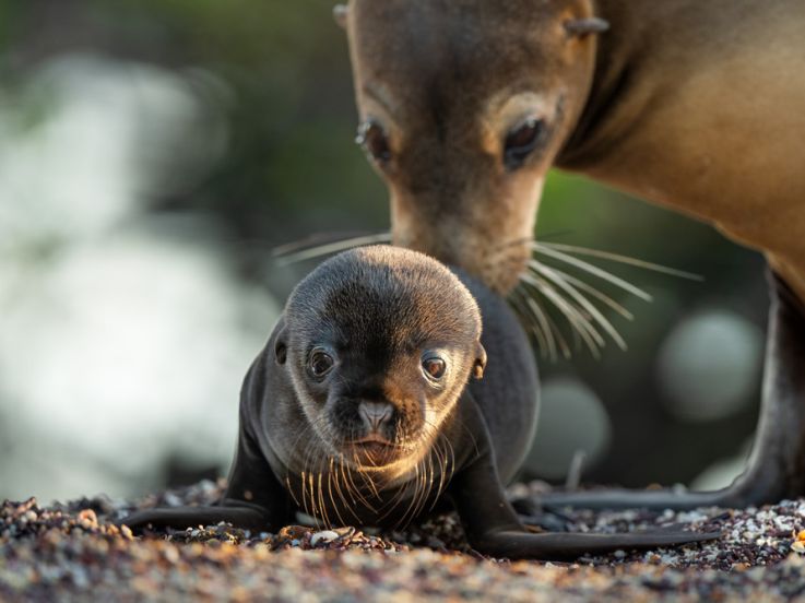 Otaries des Galápagos : un documentaire animalier signé Hugh Wilson et raconté par Emmanuel Curtil